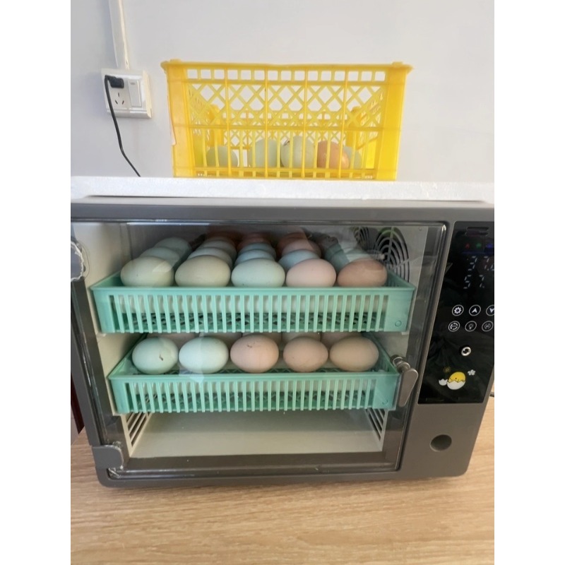 حاضنة بيض أوتوماتيكية بالكامل  - مراجعة Poultry Incubator وسعره