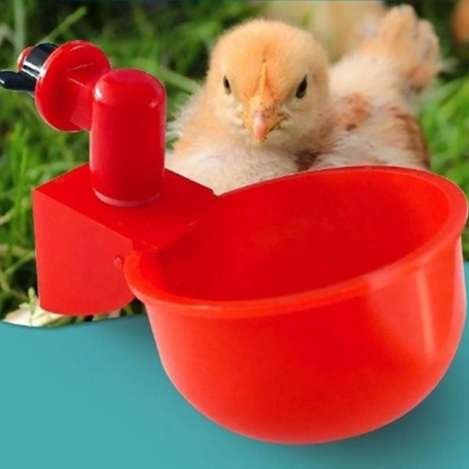 6-36 قطعة كوب شرب البط الدجاج  - مراجعة Chicken Nipple Drinker وسعره