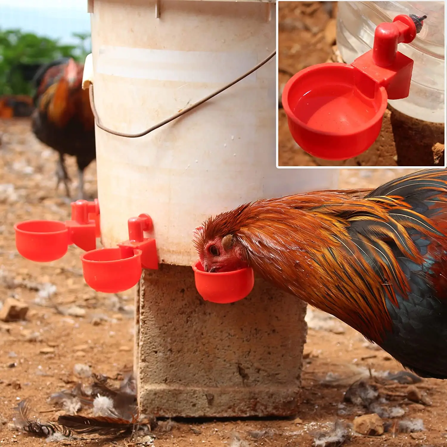 6-36 قطعة كوب شرب البط الدجاج  - مراجعة Chicken Nipple Drinker وسعره