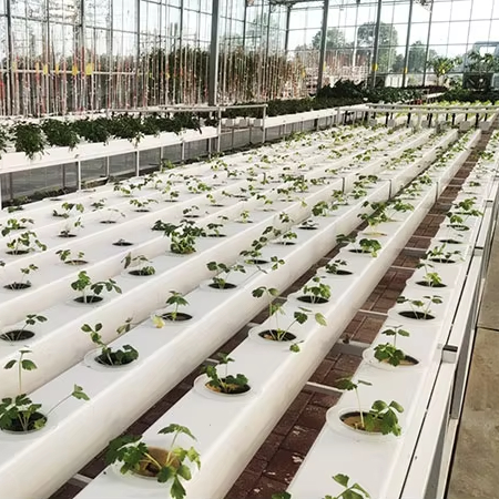 أنظمة زراعة مائية تجارية بأناب - مراجعة Hydroponic Nft Channel وسعره